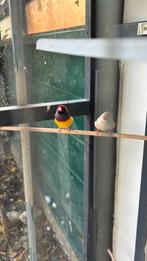 Twee goldamadine een zebravink, Dieren en Toebehoren, Vogels | Overige Vogels, Geslacht onbekend