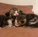 Lieve kittens te koop, Dieren en Toebehoren, Katten en Kittens | Overige Katten, Poes, Kortharig, 0 tot 2 jaar