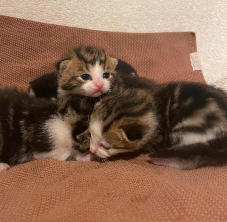Lieve kittens te koop, Dieren en Toebehoren, Katten en Kittens | Overige Katten, Kortharig, Poes, 0 tot 2 jaar