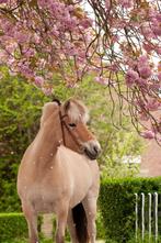 Leasepaard fjord, Ophalen