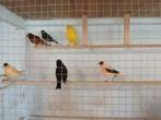 kanaries, Dieren en Toebehoren, Vogels | Kanaries, Mannelijk, Kleurkanarie
