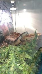 Blauwetong skink, Dieren en Toebehoren, Hagedis, Met terrarium, 3 tot 6 jaar