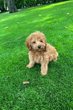 Mini Doodle (Dwergpoedel x Labradoodle) pups, Dieren en Toebehoren, Honden | Chihuahua's en Gezelschapshonden, Poedel, Nederland
