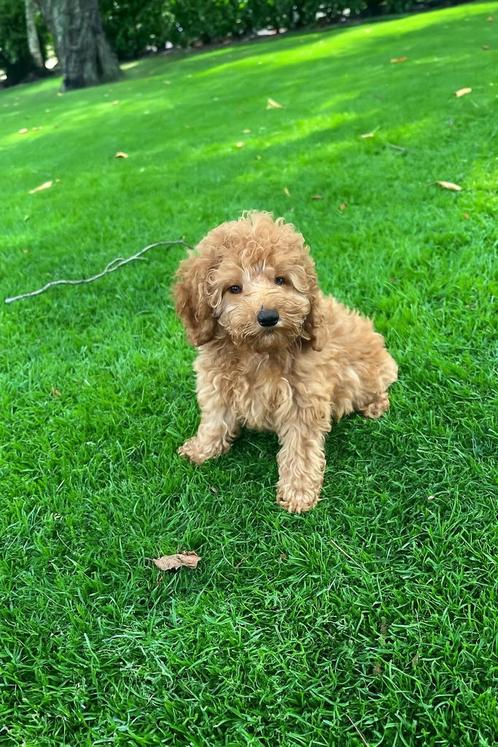 Mini Doodle (Dwergpoedel x Labradoodle) pups, Dieren en Toebehoren, Honden | Chihuahua's en Gezelschapshonden, Meerdere dieren