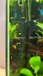 Posthoornslakken, Dieren en Toebehoren, Vis