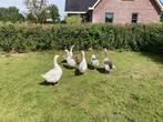 Jonge ganzen 4 stuks, Dieren en Toebehoren, Pluimvee, Geslacht onbekend, Gans of Zwaan