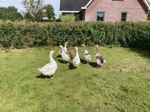 Jonge ganzen 4 stuks, Dieren en Toebehoren, Pluimvee, Gans of Zwaan, Geslacht onbekend