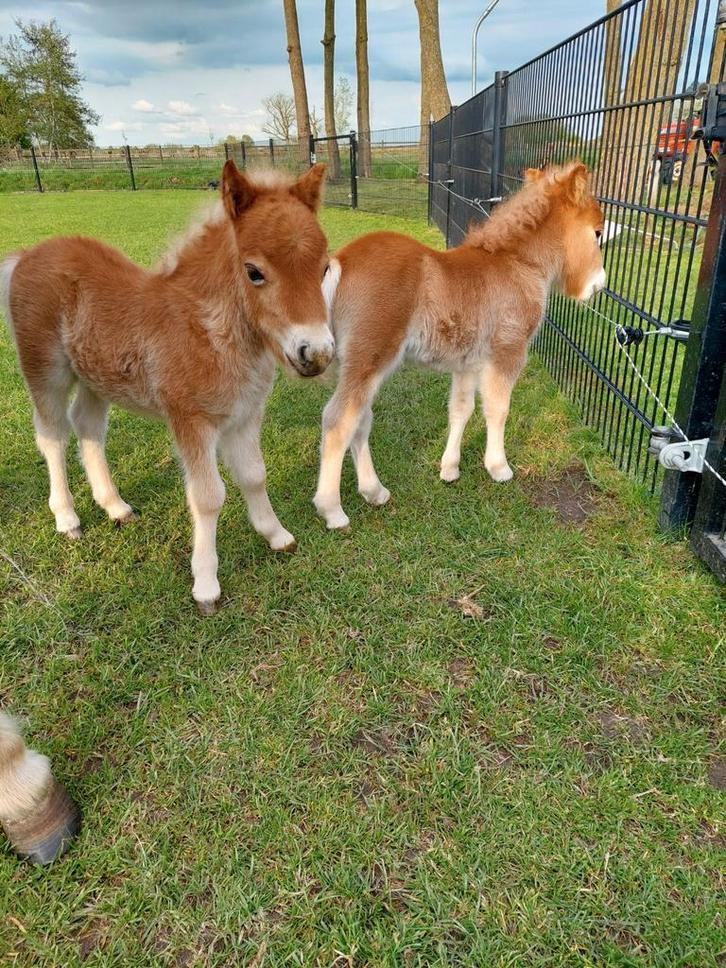 2 miniveulens, Dieren en Toebehoren, Paarden en Pony's | Dekhengsten en Fokmerries, Meerdere dieren