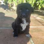 ACE: Martini is een vriendelijke en aangename schat, Dieren en Toebehoren, Particulier, Rabiës (hondsdolheid), Reu, 8 tot 15 weken