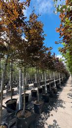 Fagus sylvatica ‘Afropunicea’ rode beuken bomen, Tuin en Terras, Planten | Bomen, Ophalen of Verzenden, Bloeit niet, Halfschaduw