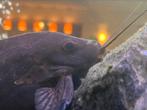 Synodontis, Dieren en Toebehoren, Vissen | Aquariumvissen, Vis