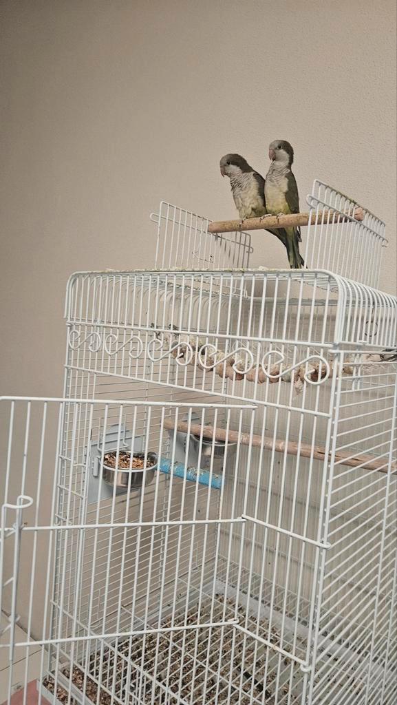 Monniksparkieten (muisparkieten), Dieren en Toebehoren, Vogels | Parkieten en Papegaaien, Parkiet, Meerdere dieren, Tam