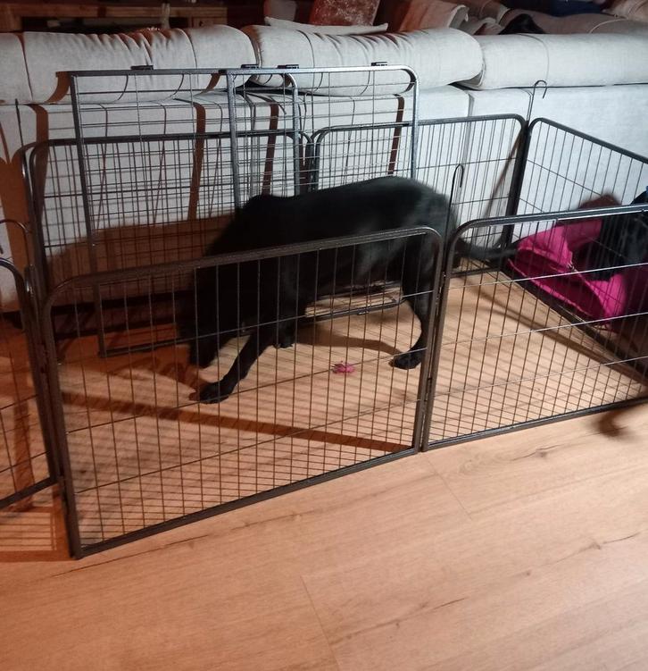 Hondenren / bench, Dieren en Toebehoren, Hondenbenches, Zo goed als nieuw, Ophalen of Verzenden