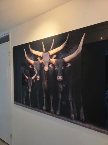 Watusi Runderen Foto Print beschikbaar voor biedingen