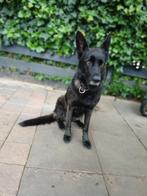 Zwarte Duitse herder teef zoekt goudenmand, Dieren en Toebehoren, Honden | Niet-rashonden, Rabiës (hondsdolheid), Teef, Groot