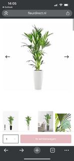 Kamerplant Palm (fleurdirect), Ophalen, Overige soorten