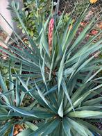 Palmlelie. Winterhard, Tuin en Terras, Ophalen of Verzenden, Overige soorten, Volle zon