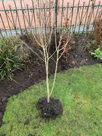 Jonge boom ,Hibiscus ,hoogte 250 cm., Ophalen of Verzenden, Overige soorten