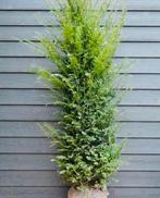 Taxus Baccata haagplanten, Tuin en Terras, Planten | Tuinplanten, Ophalen of Verzenden, Bloeit niet, Overige soorten, Volle zon