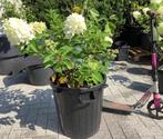 Hortensia in pot, Vaste plant, Halfschaduw, Zomer, Ophalen