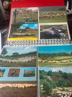 Thema schapen, Ophalen of Verzenden