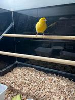 4 waterslager, Mannelijk