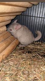 Chinchilla’s, Dieren en Toebehoren, Knaagdieren, Meerdere dieren, Chinchilla, Na 1 juli 2024, Tam