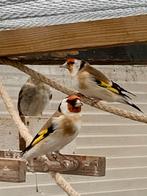 Maijoor putters  Wilde kleur te koop 2025, Dieren en Toebehoren, Vogels | Overige Vogels, Vrouwelijk, Wildzangvogel, Geringd