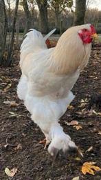 Grote Brahma haan, Dieren en Toebehoren, Pluimvee, Mannelijk, Kip