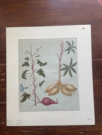 J. F. Bertuch Brod-Pflanzen (Cassave) 1792 beschikbaar voor biedingen