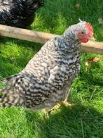 Easterlegger, groenlegger hanen te koop, Dieren en Toebehoren, Pluimvee, Mannelijk, Kip