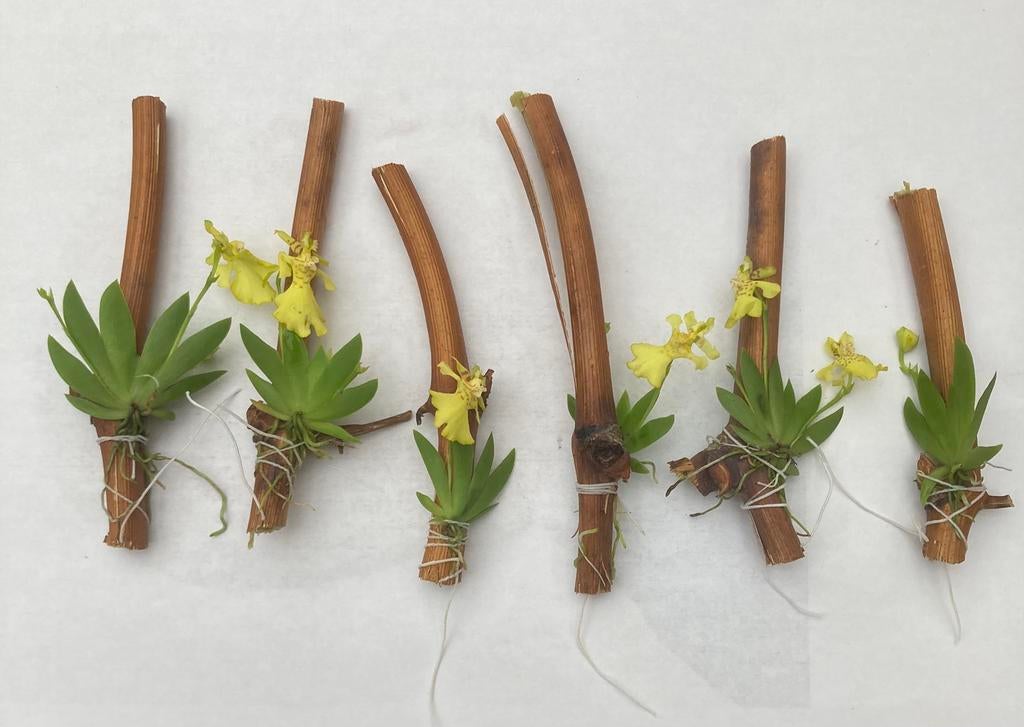 Erycina’s pusilla’s 5 stuks waarvan 1 gratis, Huis en Inrichting, Kamerplanten, Ophalen of Verzenden, Overige soorten, Halfschaduw