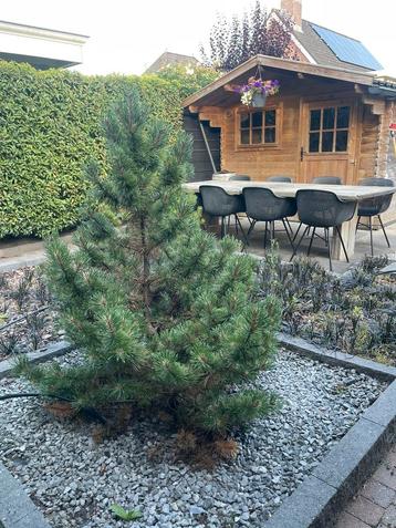 Pinus Mugo boom (denneboom) 2 stuks aangeboden beschikbaar voor biedingen