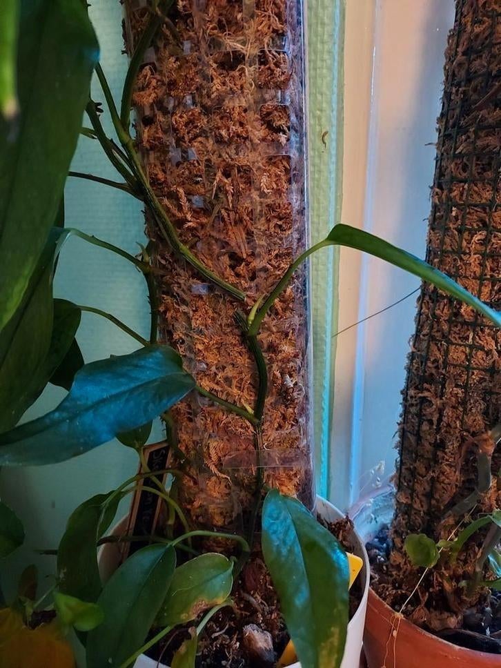 epipremnum pinnatum skeleton key stekken, Huis en Inrichting, Kamerplanten, Ophalen of Verzenden, Halfschaduw, Minder dan 100 cm