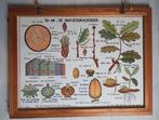 Oude plantkundige schoolplaten in houten wissellijst, Antiek en Kunst, Antiek | Schoolplaten, Ophalen, Geschiedenis