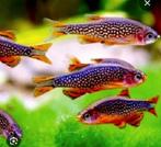 Jonge pareldanio, rasboras Galaxy, Dieren en Toebehoren, Vissen | Aquariumvissen, Vis, Zoetwatervis