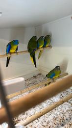 Koppel Turqusine parkieten, Dieren en Toebehoren, Vogels | Parkieten en Papegaaien