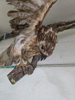 Mooie buizerd mooie houding, Ophalen, Zo goed als nieuw, Vogel, Opgezet dier