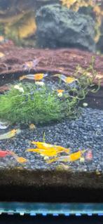Oranje en rode Rili neocaridina garnalen, Dieren en Toebehoren, Vissen | Aquariumvissen, Kreeft, Krab of Garnaal, Zoetwatervis