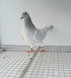 Kleurpostduif kleurpostduiven postduif kleurduif sierduif, Dieren en Toebehoren, Vogels | Duiven, Mannelijk, Postduif