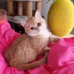 Brits/Britse korthaar kittens jongen en meisje met stamboom, Dieren en Toebehoren, Katten en Kittens | Raskatten | Korthaar, Meerdere dieren