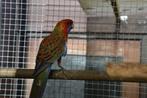 pennant rosella 2025, Dieren en Toebehoren, Mannelijk, Parkiet, Geringd