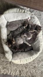 Kittens te koop, Dieren en Toebehoren, Katten en Kittens | Raskatten | Korthaar, Poes, Ontwormd, 0 tot 2 jaar