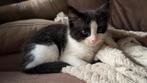 Kiitens te koop, Dieren en Toebehoren, Katten en Kittens | Overige Katten, Meerdere dieren, Kortharig, 0 tot 2 jaar