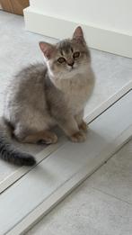 Britse korthaar kitten, Dieren en Toebehoren, Katten en Kittens | Raskatten | Langhaar, Poes
