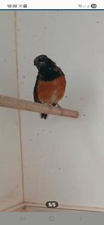 Schamalijster man 2025, Dieren en Toebehoren, Vogels | Overige Vogels, Mannelijk, Tropenvogel, Geringd