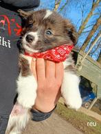 Hele knappe corgi pups, nog 2 !, Dieren en Toebehoren, Honden | Herdershonden en Veedrijvers, Overige rassen, 8 tot 15 weken, Meerdere