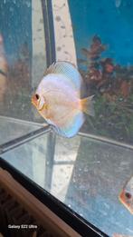 Jonge Discus blauw diamant en blue kobalt, Vis