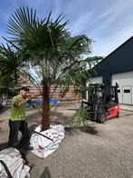 Palmboom 3 meter hoog, Zomer, Volle zon, Ophalen of Verzenden, Palmboom