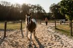 Bonte merrie E pony 17 jaar, 1.50 m, Dieren en Toebehoren, Paarden, Merrie, Minder dan 160 cm, Recreatiepaard